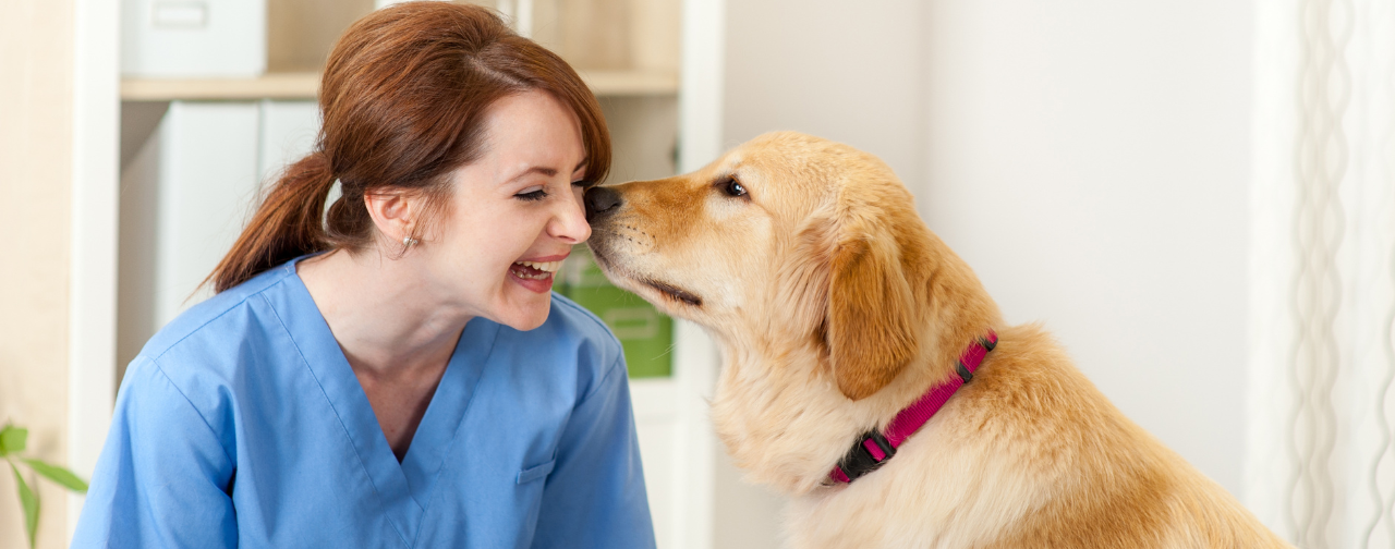 Who Let the Dogs Out? Utilizing Animal Therapy for Stress Relief in Nursing Teammates