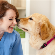 Who Let the Dogs Out? Utilizing Animal Therapy for Stress Relief in Nursing Teammates