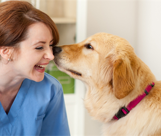 Who Let the Dogs Out? Utilizing Animal Therapy for Stress Relief in Nursing Teammates