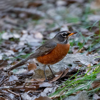 Robin on the grass